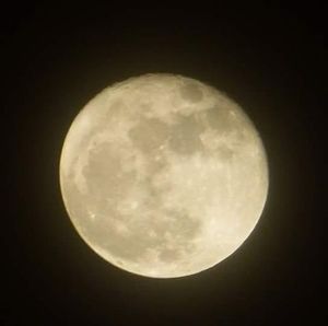 Meet your Posher, Donna